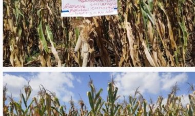 تنظيم يوم حصاد للذرة الشامية «هجين فردي 128» بالشرقية