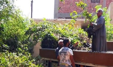 سوهاج تتسلم 14 ألف شجرة مثمرة من وزارة البيئة لـ«قرى حياة كريمة»