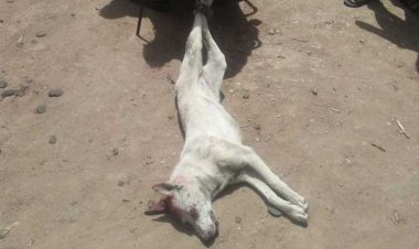 القبض على المتهمين بقتل كلب وسحله بالمعادي