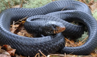 ثعبان يقضي على حياة ربة منزل في الجيزة