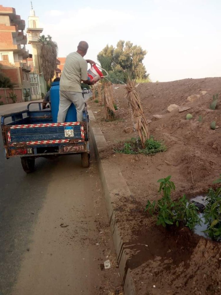 أهالي دملو ببنها يطلقون مبادرة لزراعة النخيل المثمر بشوارع القرية