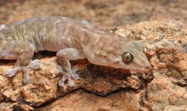 أستاذ حشرات: تواجد البرص المصري بكثافة في إسرائيل مفيد ليهم ولبيئتهم