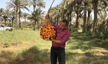 من فوق النخلة.. شاهد معايشة القرموطي لموسم حصاد التمور