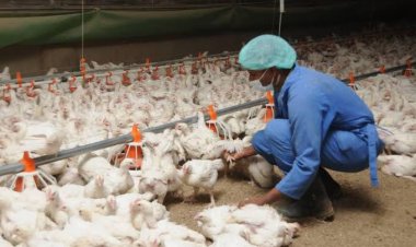 اتحاد منتجي الدواجن: نواجه أزمة في  توافر الأعلاف وليس غلاء الأسعار