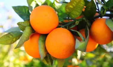 استقرار أسعار الخضراوات والفاكهة في سوق العبور.. اليوم الأحد 