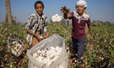 انخفاض أسعار القطن داخل مزادات البيع بالمقارنة باليوم الأول