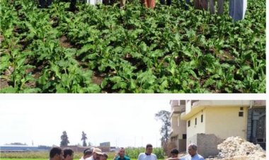 تنفيذ حلقة إرشادية عن زراعة البنجر في البوها بالشرقية