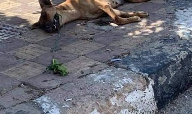 مدمن يعذب كلبًا حتى الموت بمدينة نصر 