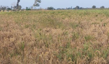 انتظام توريد الأرز لـ 25 موقع تجميعي في الشرقية