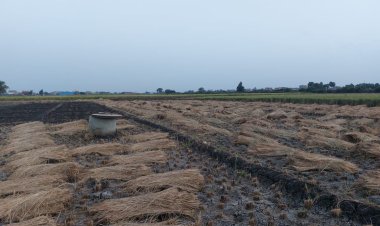 توريد 3023 طن أرز لمواقع تجميع بالشرقية