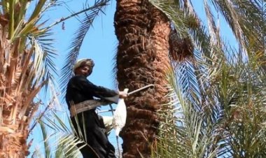 مصرع مزارع سقط من أعلى نخلة في أثناء تقليمها بجرجا