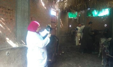 مديرية بيطري المنوفية: تنفيذ الحملة القومية الثانية ضد الحمى القلاعية والوادى المتصدع