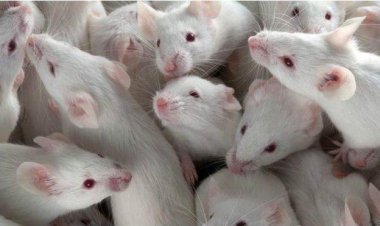 ننشر تقرير كاميرات المراقبة حول قتل 60  فأر تجارب على يد معيد بجامعة جنوب الوادي