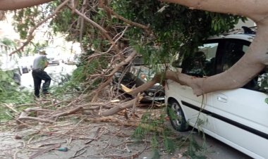 سقوط شجرة ضخمة بمحرم بك بالإسكندرية بسبب سوء الأحوال الجوية