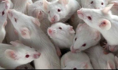 تأجيل النطق بالحكم في واقعة قتل 60 فأر في قنا إلى 25 أكتوبر الجاري