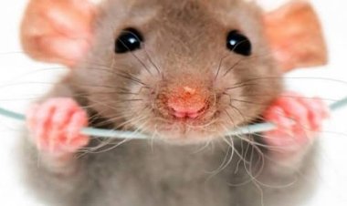 عاجل.. قرار جديد من المحكمة بشأن المعيد المتهم بقتل 60  فأر