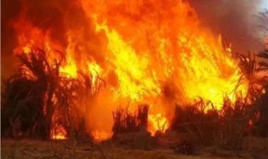 نشوب حريق في مزرعة كلية الزراعة بحي الكوثر