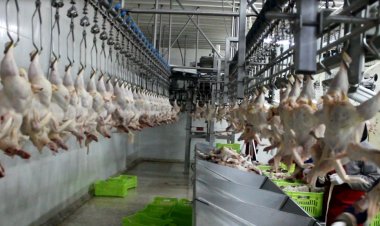 كبير مُربي الدواجن لـ«العاصمة»:  سيشهد التاريخ على مذبحة الفراخ.. ونزيف الخسائر مُستمر