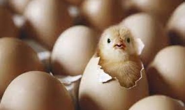 شُعبة الدواجن:  إعدام الكتاكيت لابد منه..  وعضو بهيئة تدريس الأزهر يرد: «حرام شرعًا» (خاص)