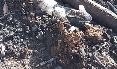 التهمت محصول الذرة.. تفاصيل حريق حظيرة مواشي بالمنوفية