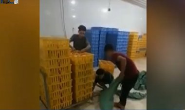 بعد مشاهد الإعدام.. هل القانون يحمي الكتاكيت؟ (خاص)