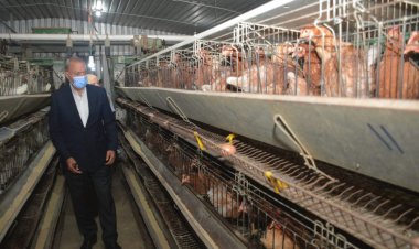 محافظ القليوبية يتفقد مشروع «30 مليون بيضة»