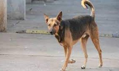 ضبط المتهمين في واقعة ترهيب الطلاب بـ«كلب» أمام مدرسة بالإسكندرية 