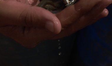 ضبط سيارة محملة بـ9000 وحدة «زريعة طوبار» بكفر الشيخ