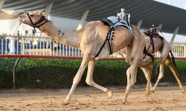 قناعة وغازي يتقدمان الثنايا .. والشاهينية والزعيم يتصدران الحول والزمول في سباقات المرموم