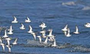 الوطنية الأردنية والملكية توقعان مذكرة تفاهم للحد من صعق الطيور  