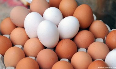 سعر طبق البيض اليوم الثلاثاء 25-10-2022