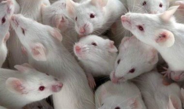 براءة المعيد المتهم بقتل 60 فأر في قنا