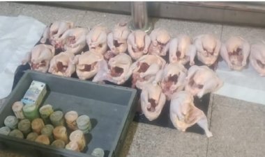 مخبأة داخل طيور مجمدة.. ضبط محاولة  تهريب 143 ألف دولار بمطار القاهرة