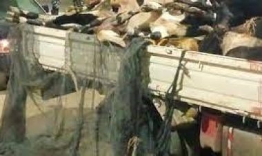  العثور على سيارة محملة بعدد من الحيوانات النافقة بالمنوفية