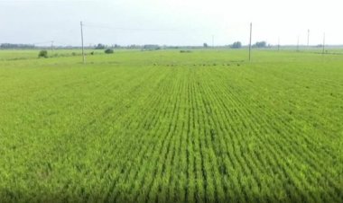 الصين تشهد حصادا وفيرا في الأرز رغم ارتفاع الحرارة