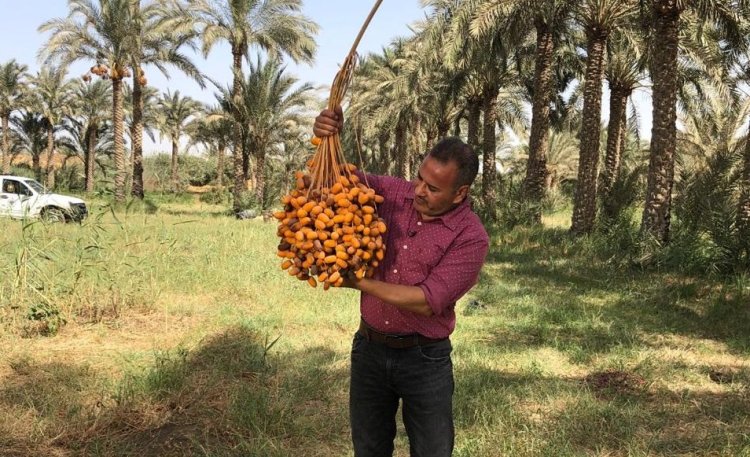 من فوق النخلة.. شاهد معايشة القرموطي لموسم حصاد التمور