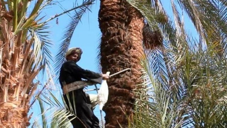 مصرع مزارع سقط من أعلى نخلة في أثناء تقليمها بجرجا