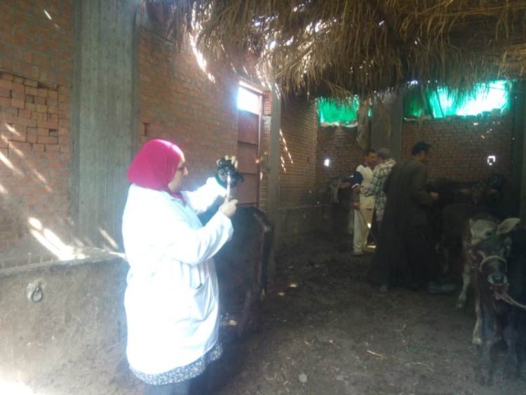 مديرية بيطري المنوفية: تنفيذ الحملة القومية الثانية ضد الحمى القلاعية والوادى المتصدع