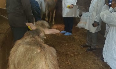 تحصين مايقرب من 200 ألف رأس ماشية منذ إنطلاق الحملة وحتى الآن في البحيرة