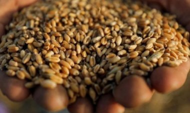 شيكاجو.. القمح ينخفض إلى أدنى مستوى في 3 أشهر