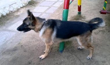 مقتل عامل على يد جاره في البساتين