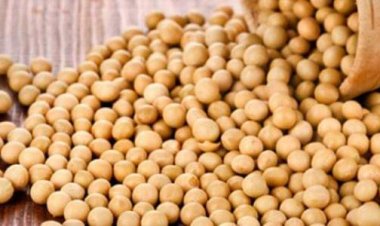 انخفاض جديد بأسعار علف الصويا بمقدار 7 آلاف جنيه للطن 