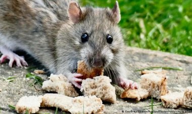 بـ 170 ألف دولار شهريا.. نيويورك تبحث عن قاتل للفئران