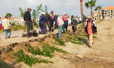 بزراعة 3000 شجرة بمنطقة 109.. خطة التوسع في المساحات الخضراء برأس البر