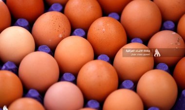 العراق..  مديرية زراعة الديوانية تعلن تحقيق الاكتفاء الذاتي من بيض المائدة