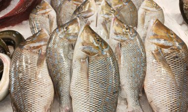 أسعار الأسماك في مصر اليوم الأربعاء 14 - 12-2022 