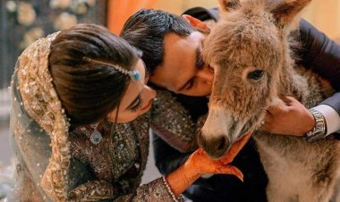 عريس باكستانى يفاجئ زوجته بـ«حمار» هدية في حفل زفافهما