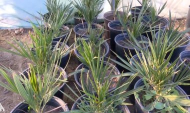 الأنبار.. مزارع ينجح بإنتاج نخيل نادر سريع النمو وغزير الإنتاج