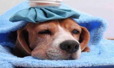 «إنفلونزا الكلاب» يجتاح أمريكا.. سلالة جديدة مميتة مصدرها الطيور والخيول