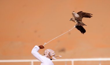 غداً.. ختام منافسات الصيد بالصقور في مهرجان ليوا الدولي